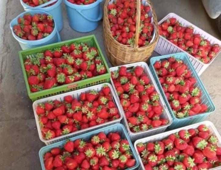 Продам саженцы клубники, есть долгоиграющая и одноразовая (Зинга) 150