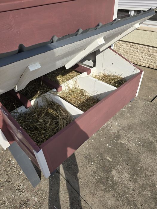 Cotet de găini  de vanzare