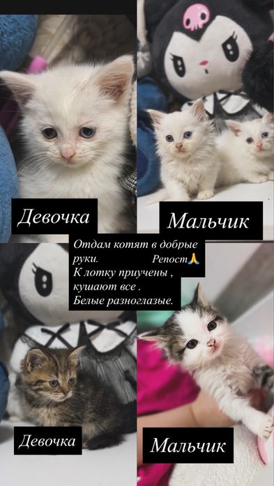 Отдам котят в добрые руки