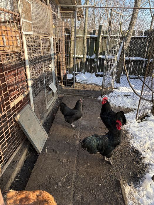 Familie gaini australorp
