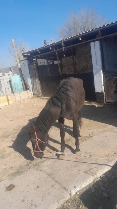 Бие жабағысымен сатылады