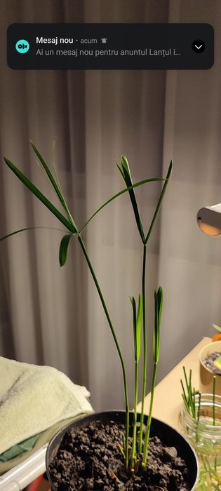 Planta Papirus umbrela și papirus. Planta cu frunze mari, cât și mici