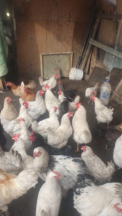 Продам петухов молодых