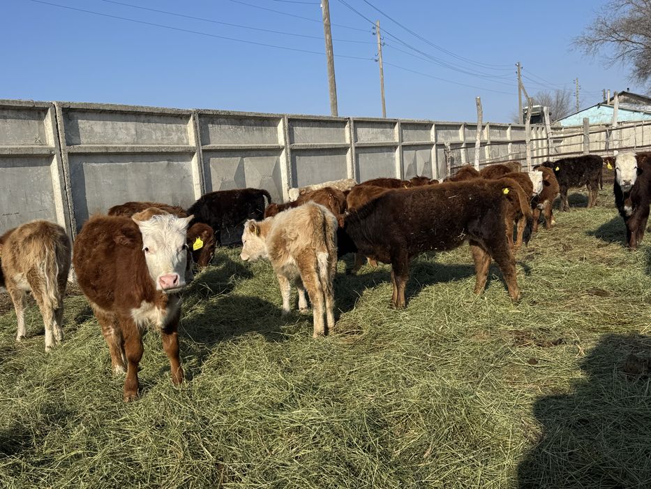 Продам телят ( телки подсосные)