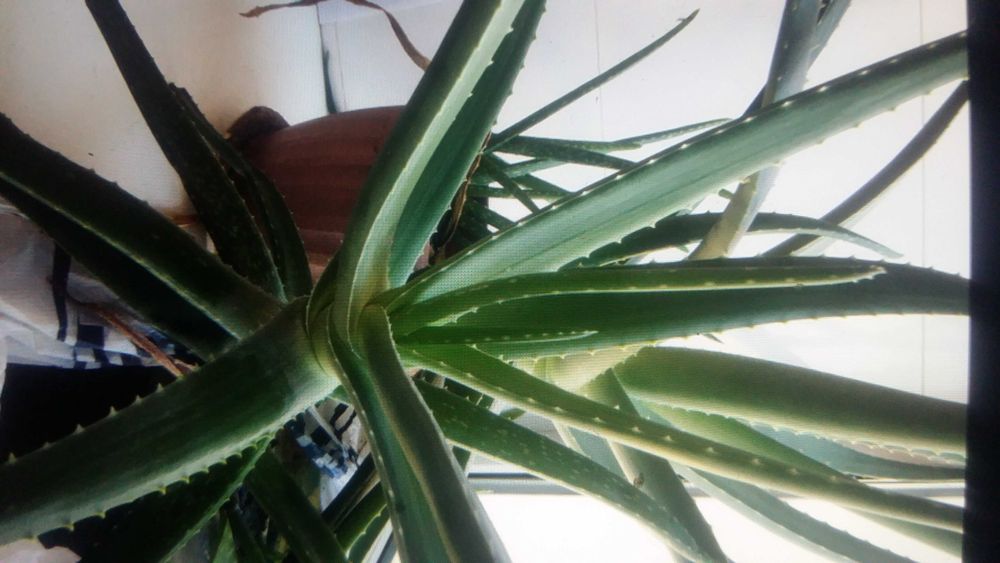 Цветок алое вера