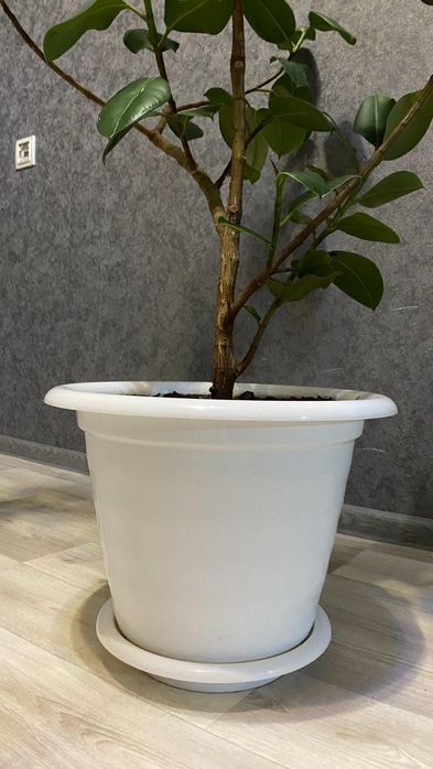 Продам Фикус Каучуковый