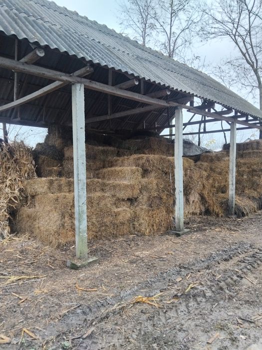 Vând Baloți Pătrați De Lucernă