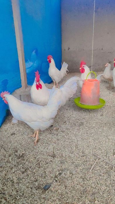 Легорун бели стандарт тухумлари ва жужаларига заказ оламиз