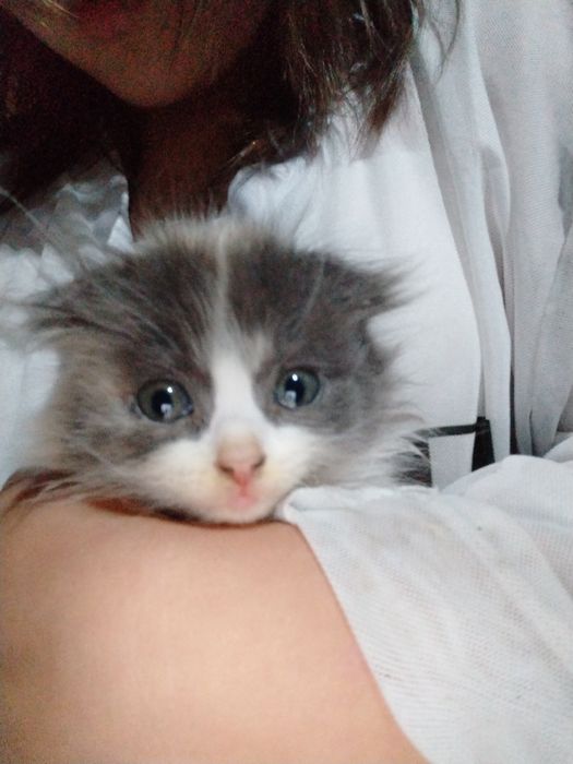 Продаю котёнка очень милова