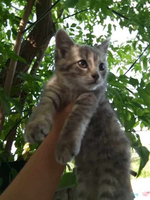 Отдам милых котят в добрые руки