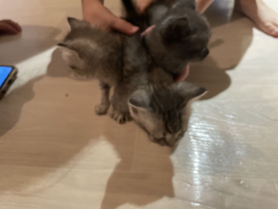 Отдам котят девочек