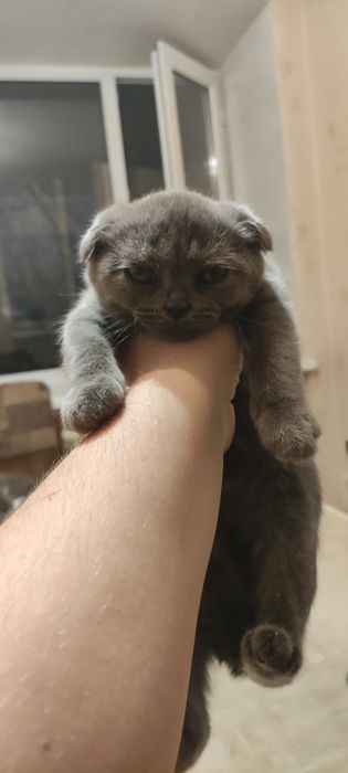 Шотландские котятя