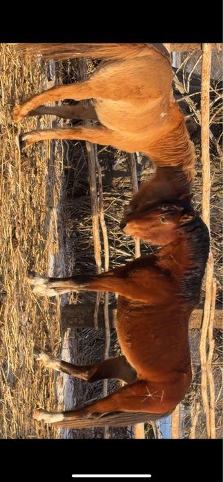 Айгыр жеребец айғыр