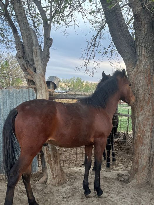 3 бас екек тай бағылған