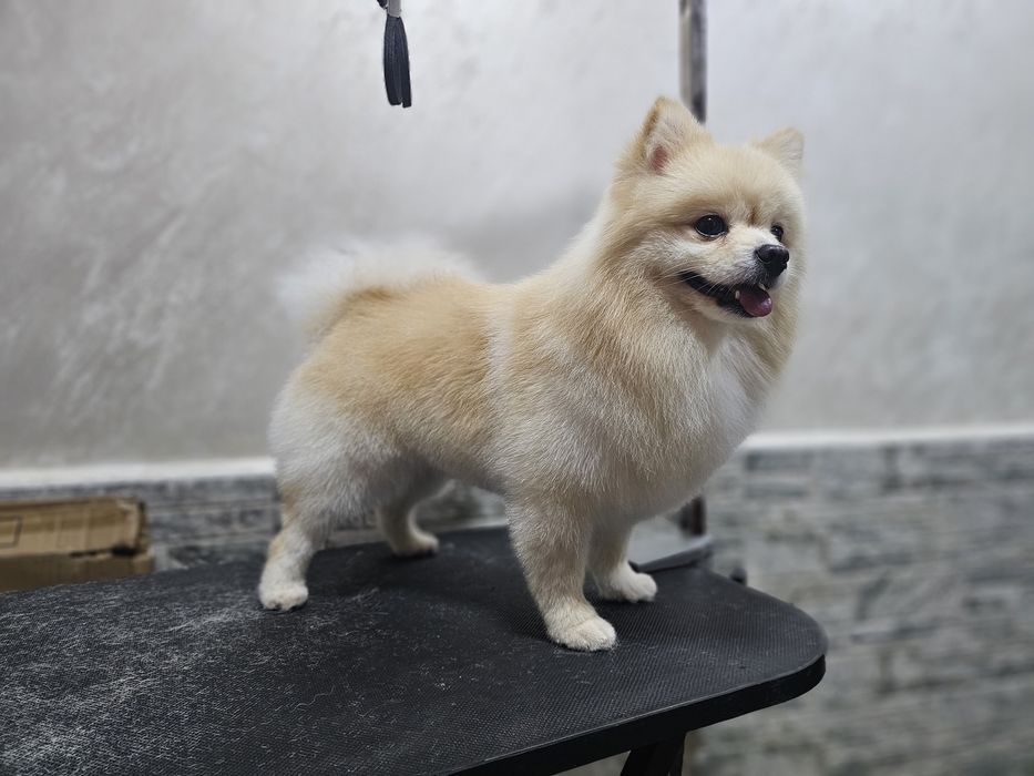 Стрижка собак и кошек.