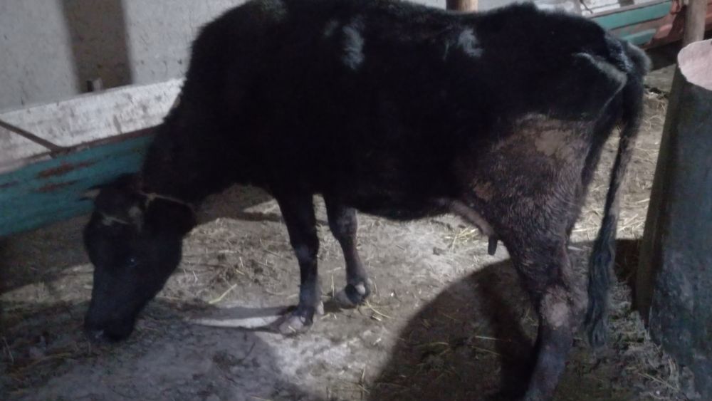 Sutlik sigir sotiladi