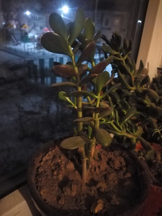 Цветы обмен или продажа