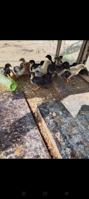 Балапан сатылады