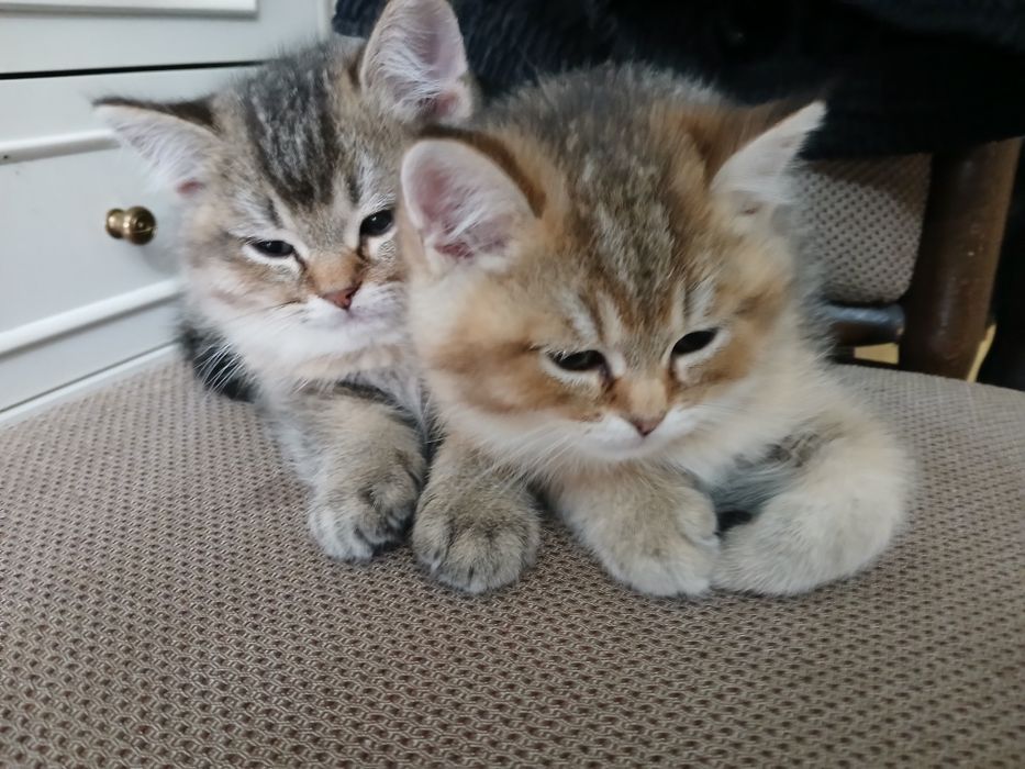 Британски чинчили късокосмисти оригинал  600лв