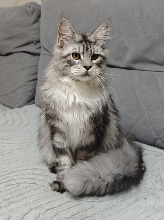 Мейн Кун мальчики