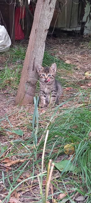 Отдам Котят бесплатно