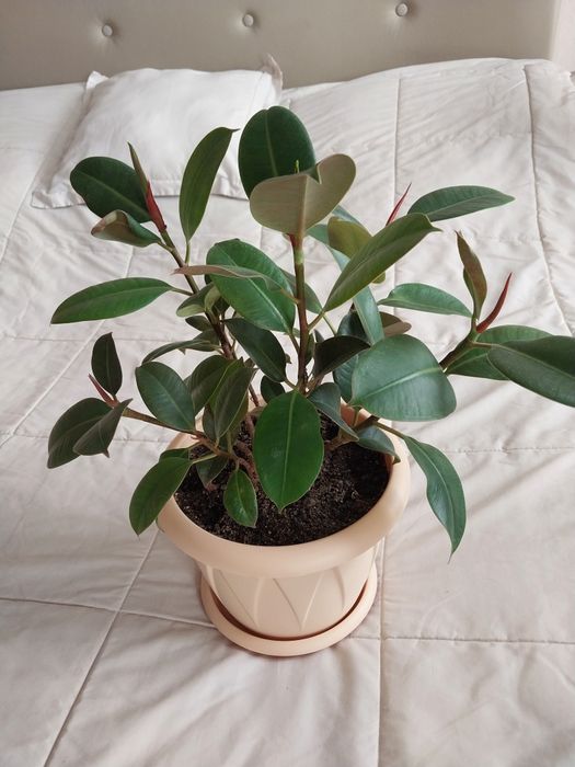 Фикус кустовой. В новом горшке