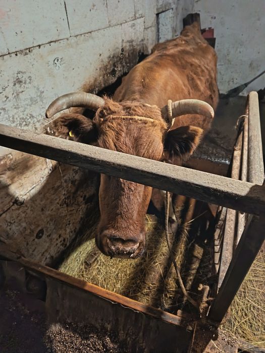 Продам скот на мясо