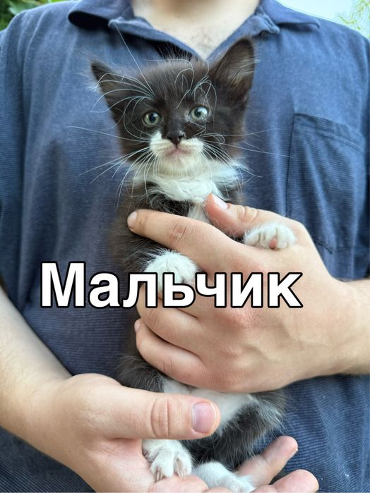 Котята бесплатно