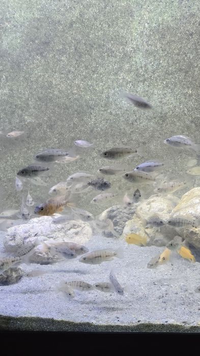 Ciclide africane malawi aulonocara mbuna firefish