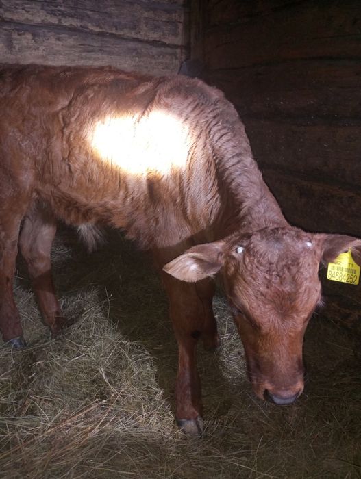 Продам бычка 2,5 месяца