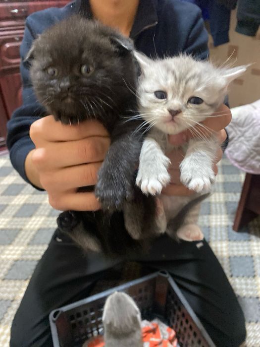 Scottish fold straty