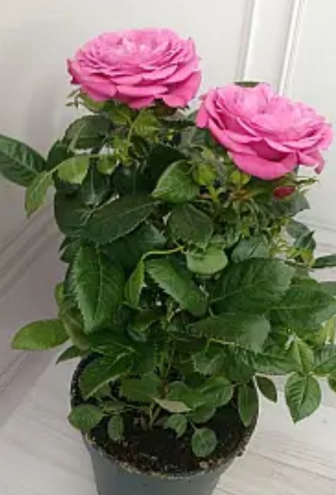 Цветы на подарок от 500 и выше