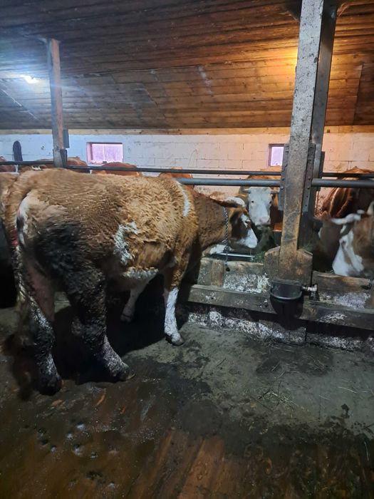 Vând  juninca  2 ani jumate