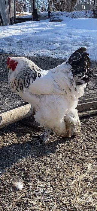 Инкубацонное яйцо Брама 400тг