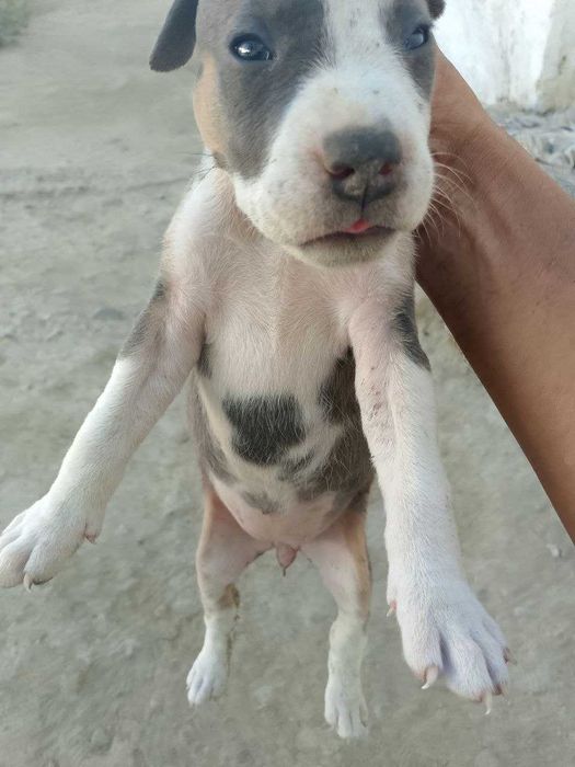 Питбуль болалари сотилади.