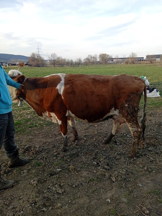 Vând vacă băltată Românească