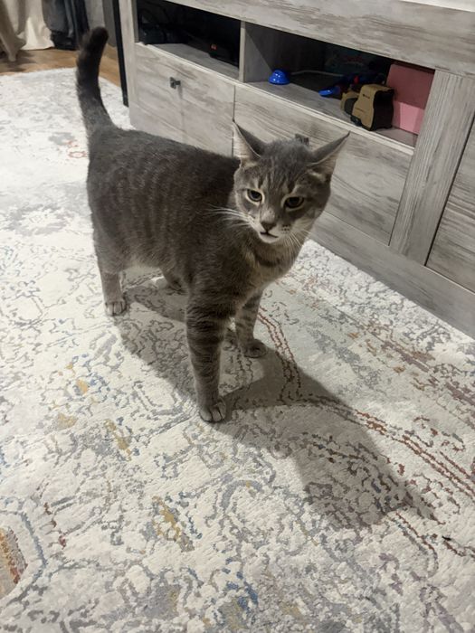 Отдам кота в хорошие руки