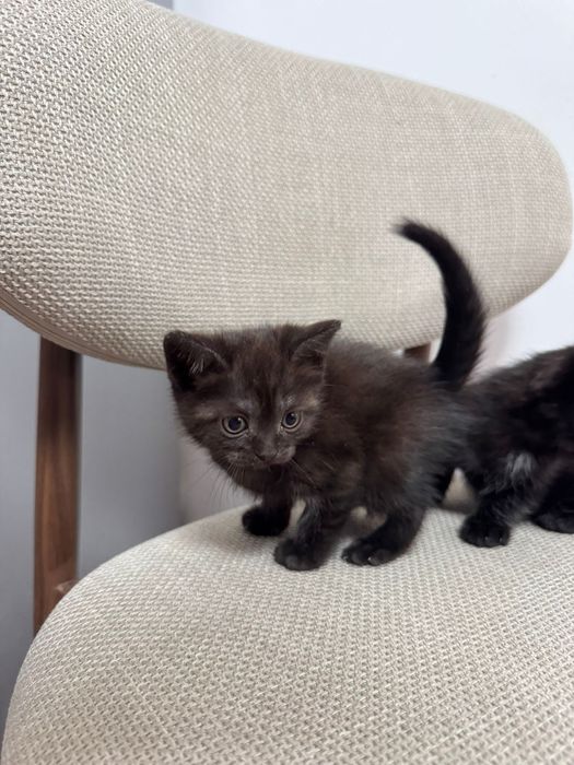 Британские котята