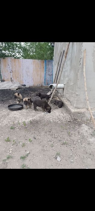 Продам щенков овчарок,остались девочки