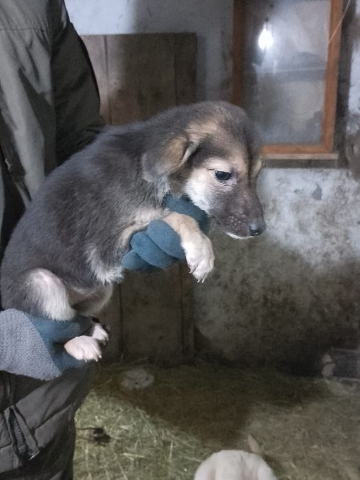 Отдам щенка в добрые руки