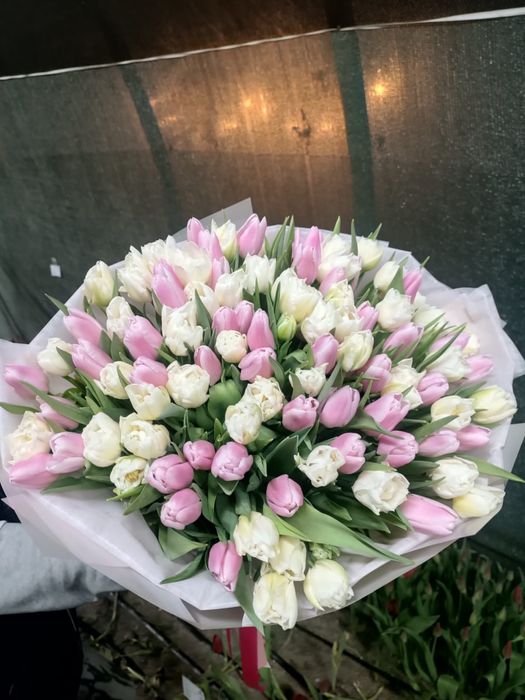 Тюльпаны от производителя без перекупов