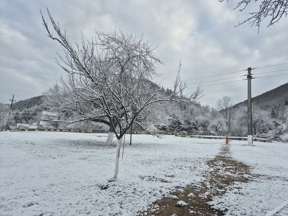 Vând 170 famili de albine cu lada cu tot