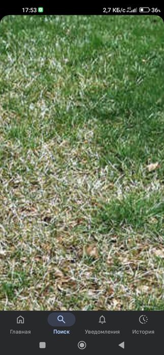 Газон арча декоративные усимоикларга кассаликларни даволаш хизмати