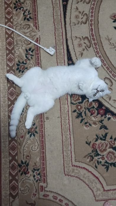 Продам вислоухого котенка 6 мес