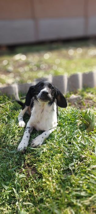 Щенки спаниеля. В хорошие руки привитые