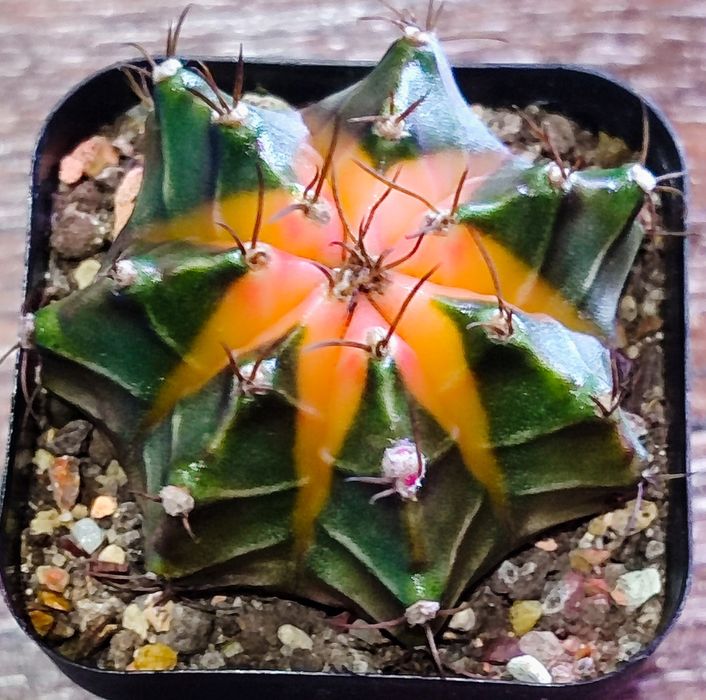 Вариегатные Кактусы