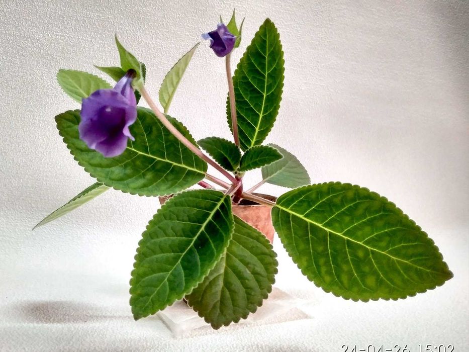 Продам комнатный цветок: Зацвевшую ГЛОКСИНЕЮ! - под пересадку.