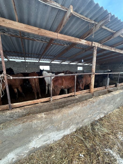 Жабы Жылкы тай ат