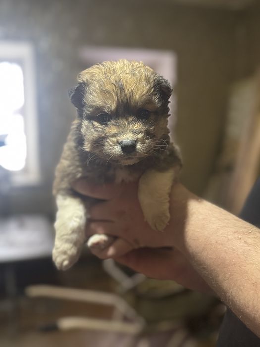 Щенки в добрые руки