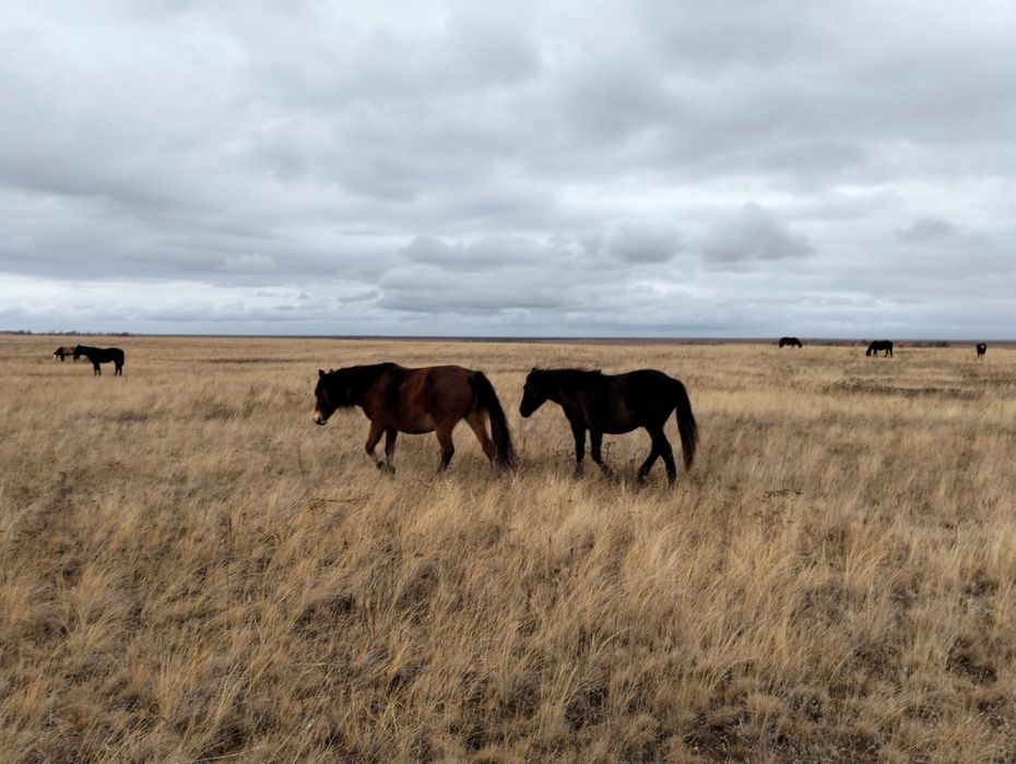 Жылқылар сатылады
